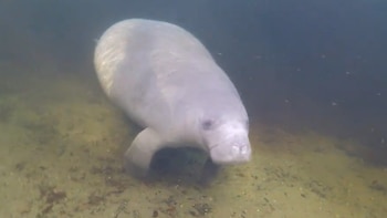 A veces es posible encontrarse