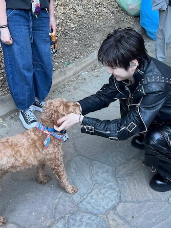 Suga, Jimin y V compartieron imágenes de Stoney Blue en redes sociales, mientras la cuenta de Instagram del perro supera los 100 mil seguidores - (Instagram: Stoney Blue // BTS)