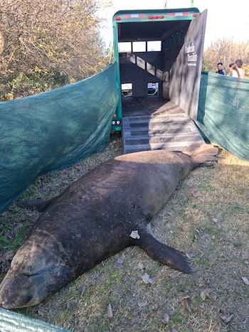 Los especialistas de la Red de Rescate de Fauna Marina aplicaron una estrategia de espera activa para evitar el estrés del animal