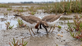 Dos aves de plumaje marrón y blanco en un terreno lodoso con pequeñas plantas silvestres.