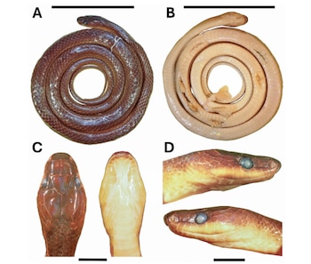 Serpiente Slash