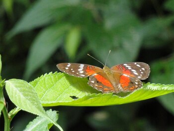 Imagen de algunas de las