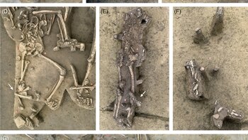 El enigma de los 78 esqueletos sin cabeza hallados en Eslovaquia: qué revelan sobre las sociedades de hace 7.000 años