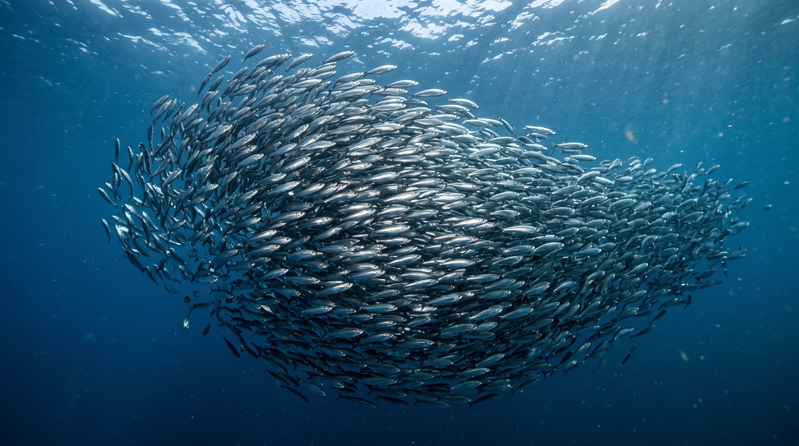 El arenque del género Opisthonema forma grandes cardúmenes en aguas del Pacífico panameño y forma parte de los pequeños pelágicos sometidos a medidas específicas de manejo pesquero. (Imagen Ilustrativa Infobae)