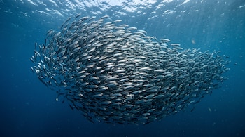 Centenares de peces plateados nadan juntos en el agua azul iluminada desde la superficie.