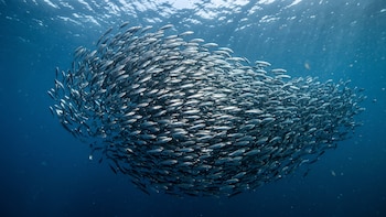 Panamá suspende la captura de arenque para proteger la reproducción de la especie