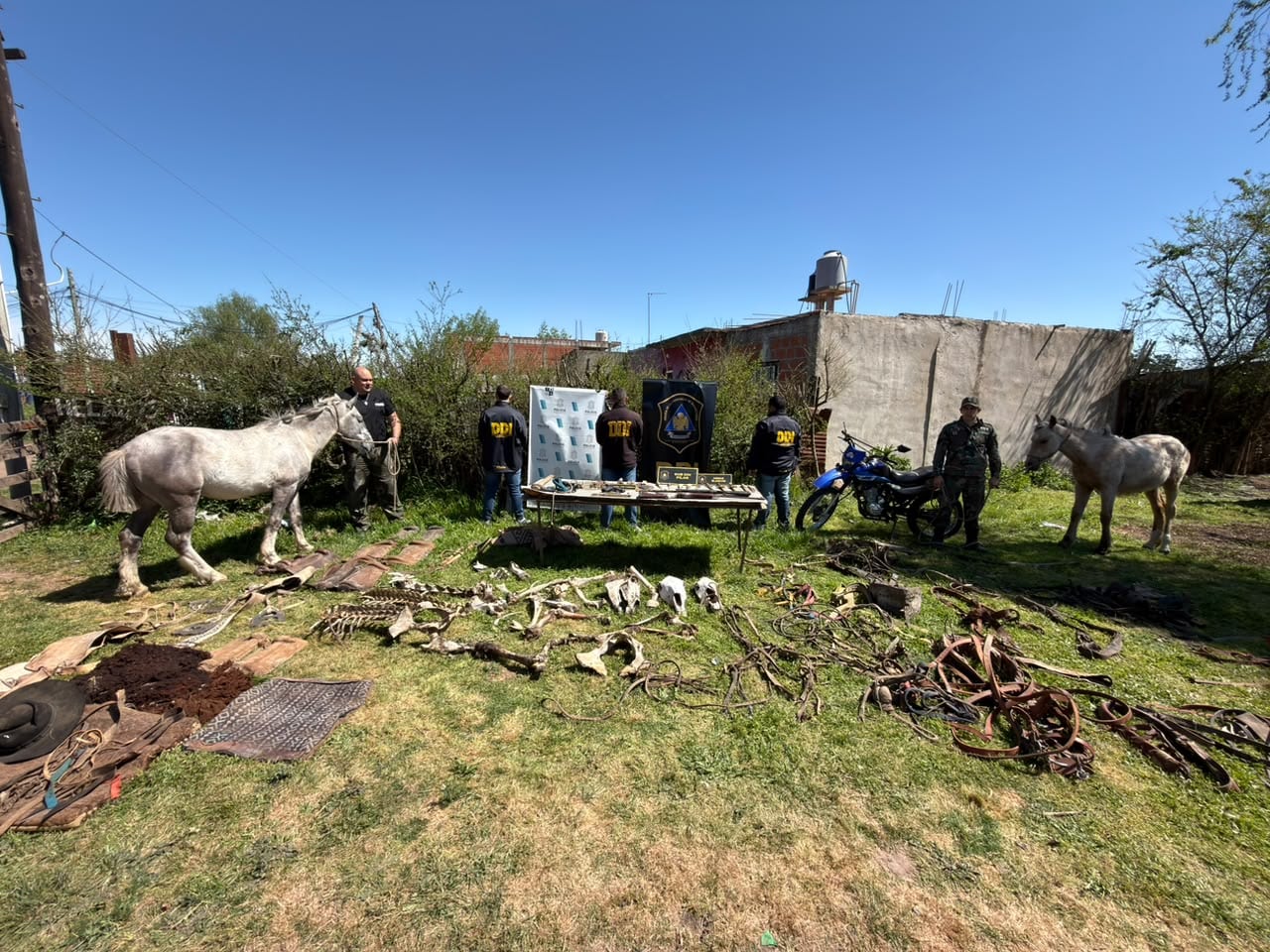 Los caballos robados fueron faenados para ser vendidos en Moreno