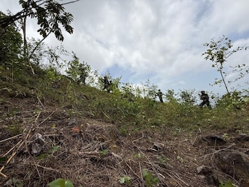 Las Fuerzas Armadas erradicaron diez plantaciones de hoja de coca con más de 125,500 arbustos en el Parque Nacional Botaderos, en Tocoa, Colón. El operativo fue ejecutado por equipos de la Fuerza Naval en coordinación con el Ministerio Público. (Foto: Fuerzas Armadas de Honduras)