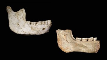 mandíbula hominídea