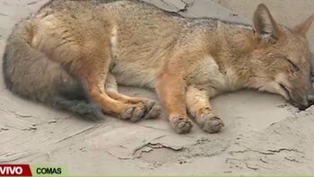 Dónde estás, Run Run: Zorro