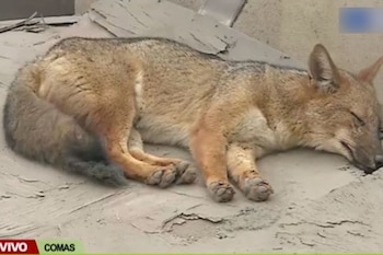 Run Run en Comas: Zorro