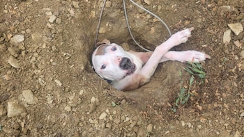 El rescate de Bruiser movilizó