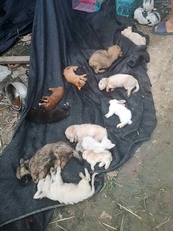 Perros, gatos y conejos estaban