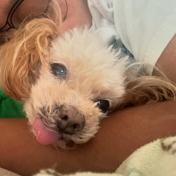 Luna, perros, razas de perros, mascotas, animales, sacrificio, eutanasia, sorpresa