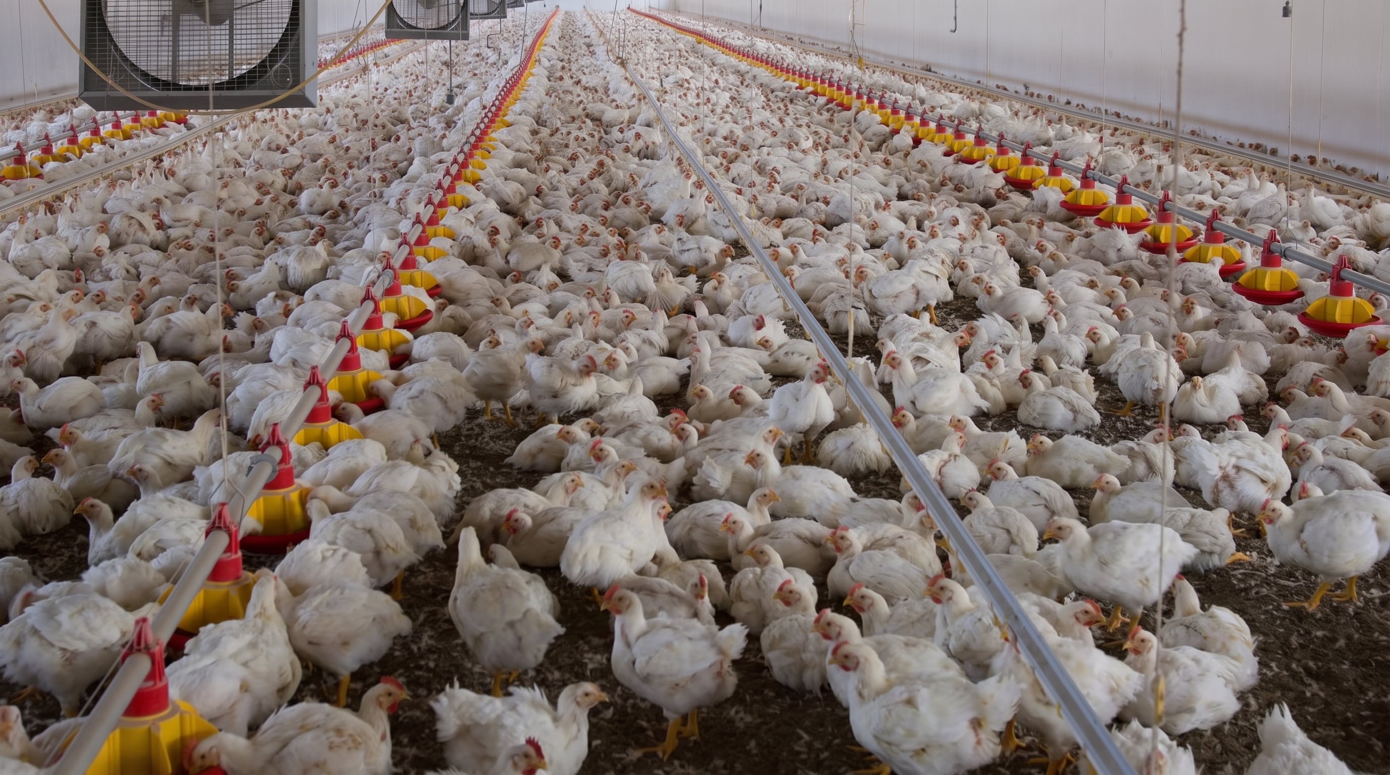 La producción avícola industrial y el aumento de Campylobacter en humanos