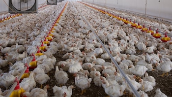 Granjas industriales de pollos aceleran la propagación de bacteria Campylobacter en humanos, en México hay casos desde 2024