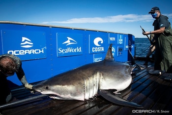 OCEARCH