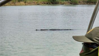 Avistaron un enorme cocodrilo en