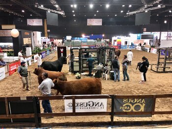 La Raza Angus volvió a