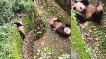 Video tierno de oso panda