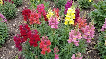 Plantas de boca de dragón con flores de colores rojo, rosado, púrpura y amarillo sobre suelo de tierra.
