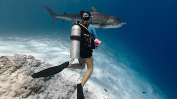 La sobrepesca y la mutilación de las aletas amenazan la supervivencia de los tiburones en todo el mundo: “Es un problema que nos afecta directamente”