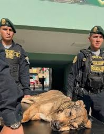 Vaguito, el perro héroe de la Policía Nacional del Perú, recibe un emotivo adiós en Trujillo