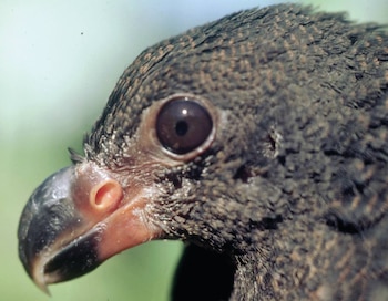 La misteriosa reaparición del manumea