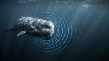 Cachalote nadando en aguas azul oscuro del océano, con la cabeza hacia el frente. Emite ondas sonoras concéntricas azules que se expanden.
