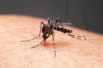 En 2024, América registró casi 12 millones de casos de dengue