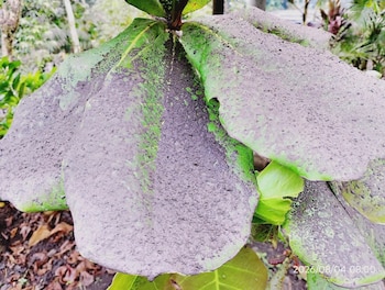 La ceniza del volcán de Fuego puede dañar cultivos, afectar la producción de café y poner en riesgo a los animales si contamina agua y alimentos.