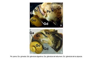 El la imágen es posible