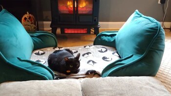 La gata tiene un gran