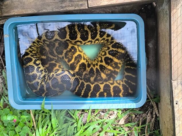 Entre los animales hallados había monos tití, lagartos overo, serpientes, tortugas acuáticas, iguanas y un yacaré (Ministerio de Seguridad de Misiones/NA)