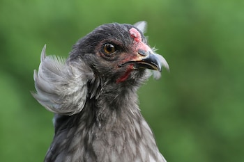 Su plumaje, con largas plumas