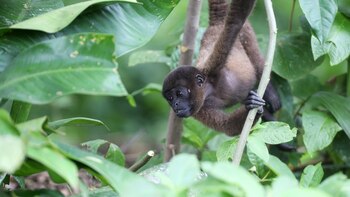 Desarrollan un algoritmo de IA
