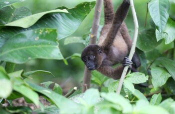 Imagen D2Z452ZTCFCNDMPQGM5GXHIBTE