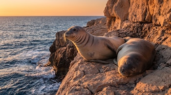 Dos focas descansan sobre una formación rocosa junto al agua del mar iluminada por el atardecer.