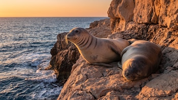 Focas amenazadas en Grecia: buscan refugio en cuevas submarinas para escapar del turismo