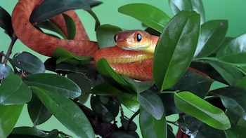 La serpiente que eliminó casi todas las aves de Guam y disparó la población de arañas a 733 millones