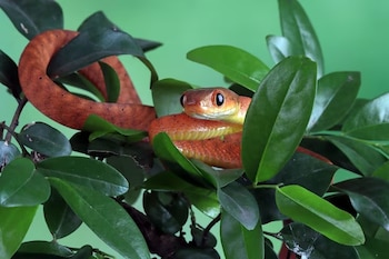 Una serpiente de color rojizo con vientre amarillo se enrolla entre las hojas verdes de una planta. El fondo es verde