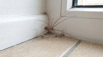 Araña de patas largas marrón-grisácea con cuerpo pequeño y patas finas, posada en la esquina entre una pared blanca, un suelo de baldosas y un marco de ventana oscuro.