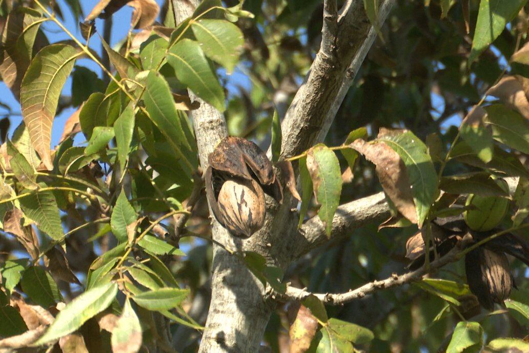 En el sudeste cordobés, productores exploran la nuez pecán como una opción para diversificar sus campos en zonas donde la agricultura tradicional muestra límites (inta)