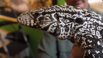 Los tegus blancos deben de