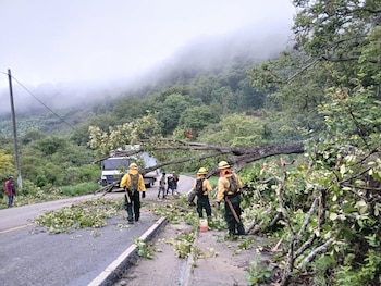 La caída de árboles representa el 21.2% de las emergencias atendidas por CONRED en esta temporada (Cortesía Conred).