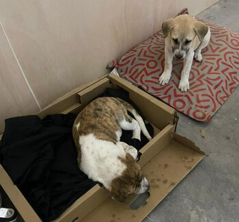 A pesar de los esfuerzos