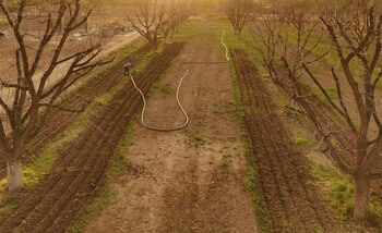 Agricultores sembrando