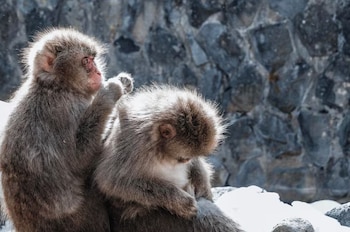 El patrón de infestación por