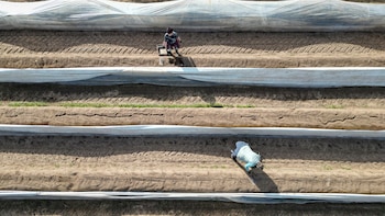 Un dron muestra a trabajadores