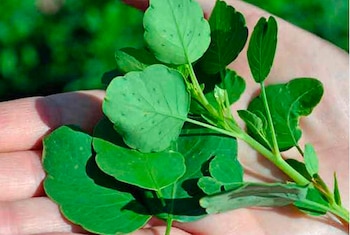 Su nombre proviene del náhuatl